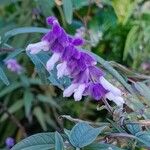 Salvia leucantha Flower