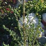 Atriplex glauca अन्य