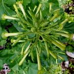 Nicotiana paniculata Цвят