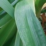 Crinum moorei Leaf