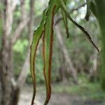 Neurodium lanceolatum Fruto