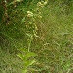 Epipactis rhodanensis Flower