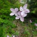 Daphne genkwa 花