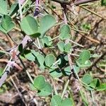 Crotalaria laburnifolia Hostoa