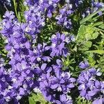 Polygala alpina Flor