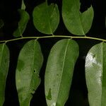 Phyllanthus skutchii Folha