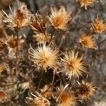 Serratula tinctoria Flower