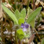 Trichostema oblongum Tervik taim