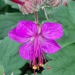 Geranium macrorrhizumBlomst