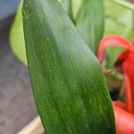 Guzmania spp. ഇല