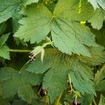 Geranium versicolor Deilen