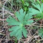 Geranium carolinianum Φύλλο