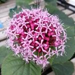 Clerodendrum bungeiFlors