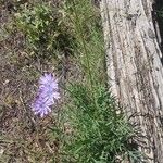 Lactuca perennisFlower