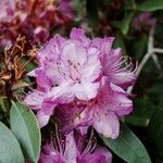 Rhododendron × planetum Floare