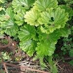 Darmera peltata Leaf