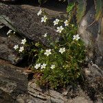 Saxifraga prostii 整株植物