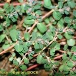 Euphorbia chamaesyce Anders