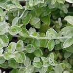 Plecostachys serpyllifolia Leaf