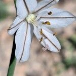 Asphodelus fistulosus Blomma