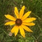 Rudbeckia hirtaЦвят