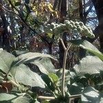 Solanum mauritianumFruit