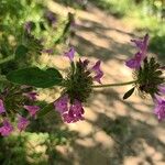 Clinopodium vulgareফুল