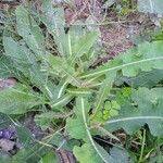 Lactuca virosa Feuille