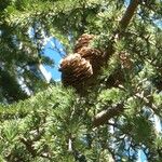 Cedrus atlanticaFrugt