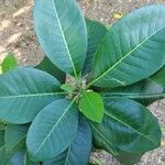 Esenbeckia leiocarpa Leaf