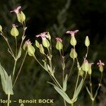 Vaccaria hispanica 花