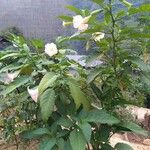 Brugmansia suaveolens Облик