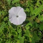 Ipomoea aquatica Flor