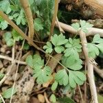 Corydalis × hausmannii Φύλλο