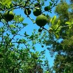 Citrus trifoliata Habitus