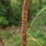 Carex pendula Fruit