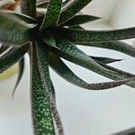 Gasteria carinata Leaf