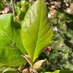Magnolia × soulangeana Листок