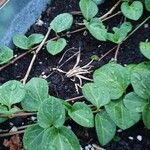 Mitchella repens Leaf