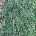 Casuarina equisetifolia برگ