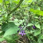 Solanum dulcamara ᱵᱟᱦᱟ