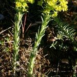 Euphorbia seguieriana Otro