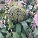 Melianthus major 葉