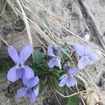 Viola odorata Flower