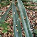 Puya mirabilis Leaf