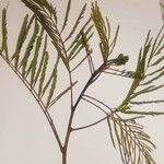 Acacia angustissima Лист