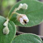 Cotoneaster integerrimus Blomst