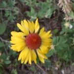 Gaillardia aristataЦвят