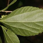 Acalypha schiedeana Foglia