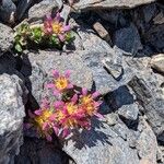 Saxifraga biflora Flor